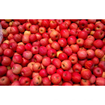 New Crop Chinese Apple